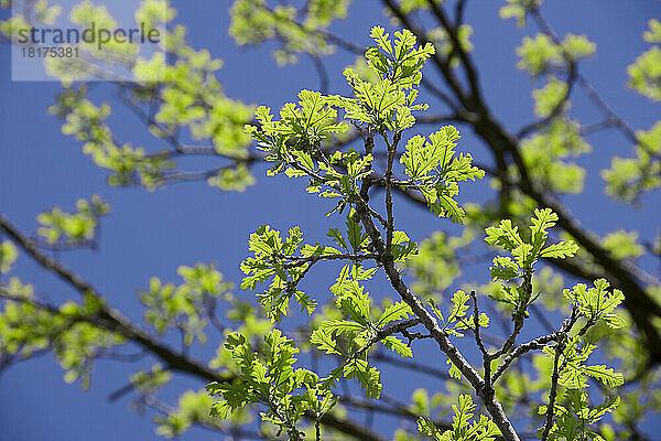 Zweige und Blätter der Eiche im Frühling