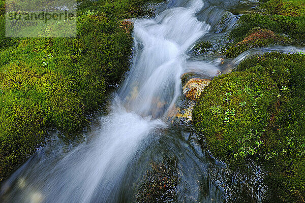 Flowing Water through Moss Covered Rocks  Trentino-Alto Adige  Dolomites  Italy