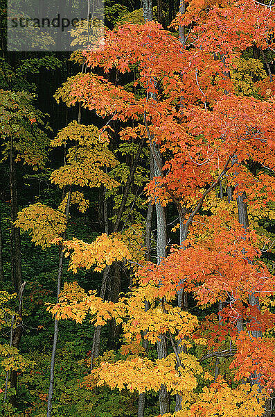 Bäume im Herbst  Gatineau Park  Quebec  Kanada