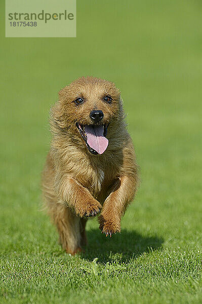 Australian Terrier läuft auf der Wiese  Bayern  Deutschland