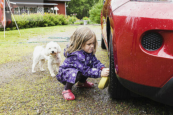 3-jähriges Mädchen wäscht ein rotes Auto  während ein kleiner weißer Hund zuschaut  Schweden