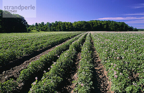 Kartoffelfeld  Portageville  New York  USA