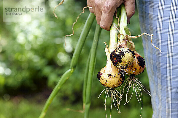 Man Standing Outdoors Holding Young Spanish Onions freshly dug from Garden  Toronto  Ontario  Canada