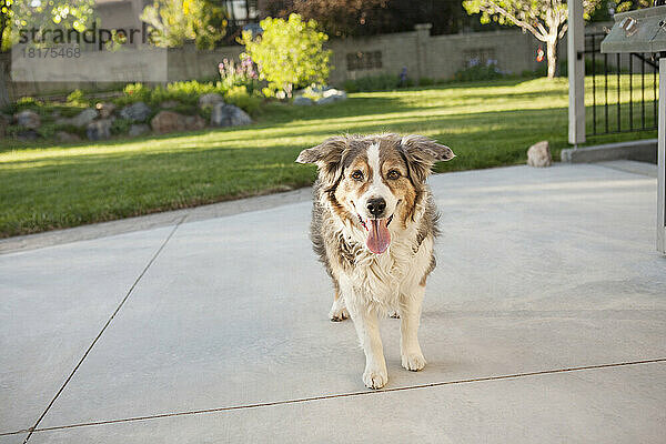 Porträt eines australischen Schäferhundes im Hinterhof  Utah  USA