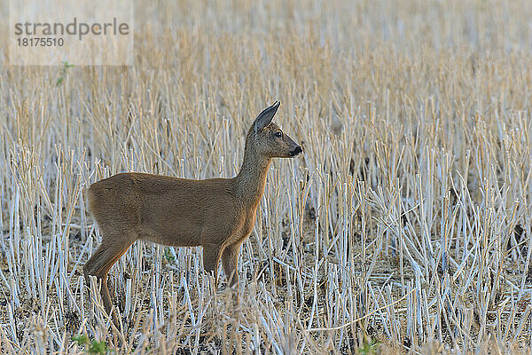 Reh (Capreolus capreolus)  Damhirschkuh  Hessen  Deutschland  Europa