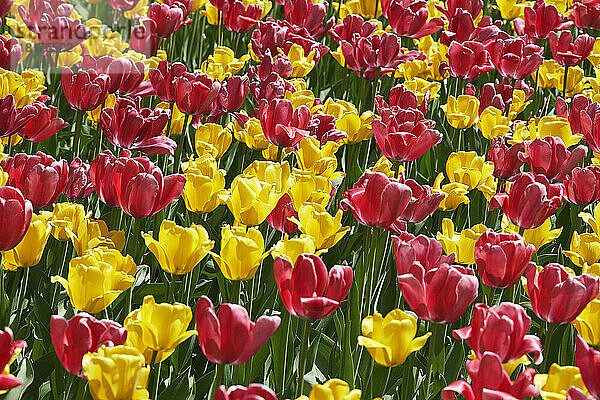 Tulpen  Commissioners Park am Dow's Lake  Ottawa  Ontario  Kanada