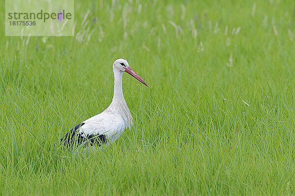 Weißstorch (Ciconia ciconia) auf Wiese  Hessen  Deutschland