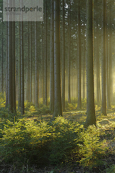 Fichtenwald im frühen Morgennebel bei Sonnenaufgang  Odenwald  Hessen  Deutschland