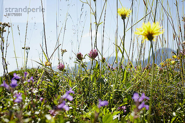 Blumenfeld im Sommer  Strobl  Salzburger Land  Österreich