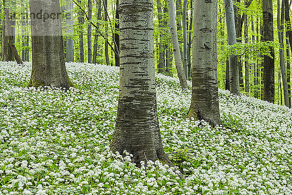 Bärlauch (Allium ursinum) im Rotbuchenwald (Fagus sylvatica) im Frühling  Nationalpark Hainich  Thüringen  Deutschland