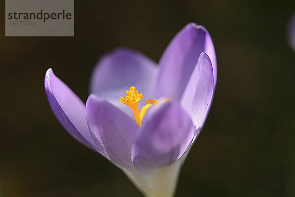 Frühlingskrokus (Crocus vernus) im zeitigen Frühjahr  Oberpfalz  Bayern  Deutschland