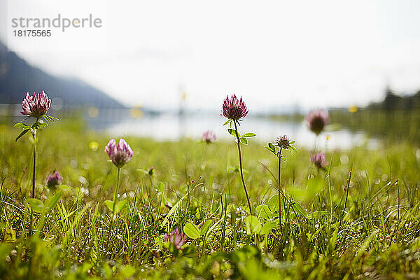 Nahaufnahme von Klee im Feld im Sommer  Tirol  Österreich