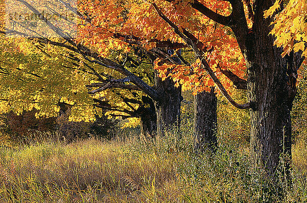 Herbst  Quechee  Vermont  USA