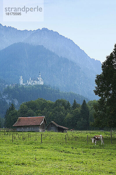 Kuh auf der Wiese  Schloss Neuschwanstein im Hintergrund  Schwangau  Bayern  Deutschland