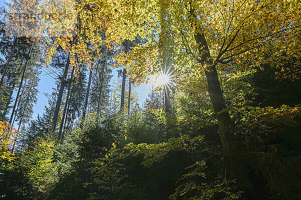 Herbstlich gefärbter Wald mit Sonne  Rothenbuch  Spessart  Bayern  Deutschland