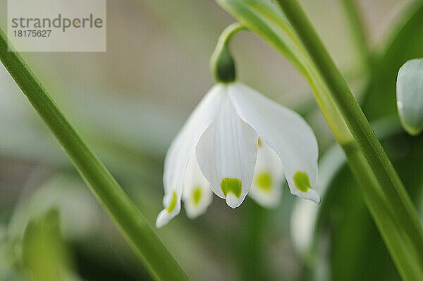 Nahaufnahme der Blüte der Frühlingsschneeflocke (Leucojum Vernum) im Wald im Frühling  Oberpfalz  Bayern  Deutschland