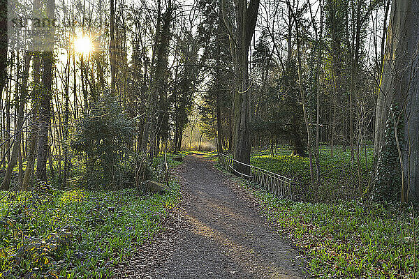 Schotterweg durch Park mit Sonne im Vorfrühling  Kleinheubach  Churfranken  Spessart  Bayern  Deutschland