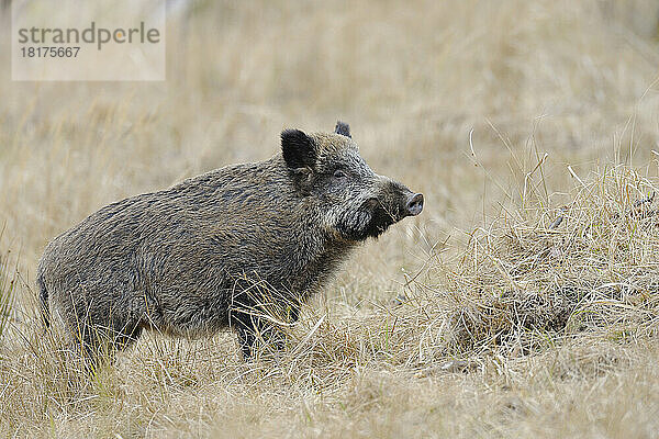 Wildschwein (Sus scrofa)  Spessart  Bayern  Deutschland