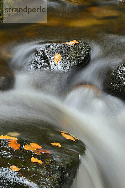 Nahaufnahme des Wassers  das im Herbst im Bach fließt  Nationalpark Bayerischer Wald  Bayern  Deutschland