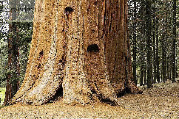 Close-up of the base of a large  sequoia tree trunk in the forest in Northern California  USA