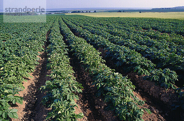 Kartoffelfeld  South Lake  Prince Edward Island