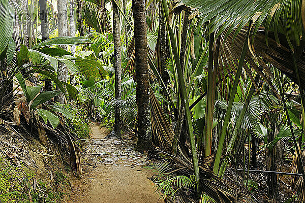 Weg durch den Regenwald des Naturschutzgebiets Vallee de Mai  Praslin  Seychellen
