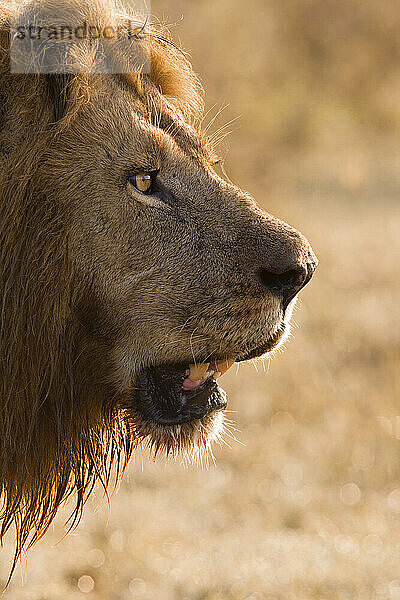 Porträt eines männlichen Löwen (Panthera leo)  Masai Mara National Reserve  Kenia