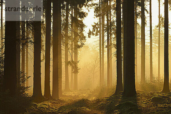 Spruce Forest in Early Morning Mist at Sunrise  Odenwald  Hesse  Germany