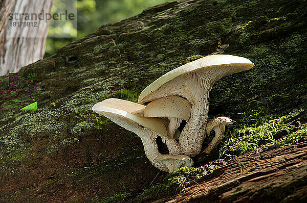Austernpilze  Pleurotus-Arten  wachsen auf moosbedeckten Baumstämmen.; Estabrook Woods  Concord  Massachusetts.