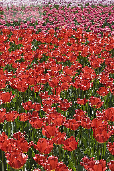 Tulpen  Commissioners Park am Dow's Lake  Ottawa  Ontario  Kanada