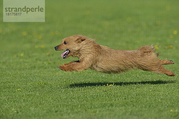 Australian Terrier läuft auf der Wiese  Bayern  Deutschland