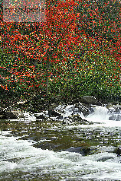 Brewster River im Herbst  Jeffersonville  Vermont  USA