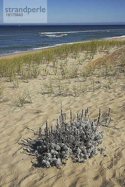 Getrocknete Pflanzen  Marconi Beach  Cape Cod National Seashore  Wellfleet  Cape Cod  Massachusetts  USA