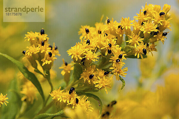 Goldrutenblüten bedeckt mit leuchtenden Blumenkäfern.; Arlington  McClennen Park  Massachusetts