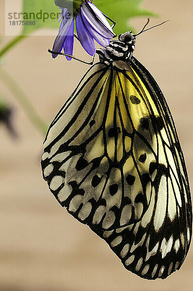 Ein Reispapier-Schmetterling  Idea leuconoe  der auf einer Blume ruht.; Westford  Massachusetts.
