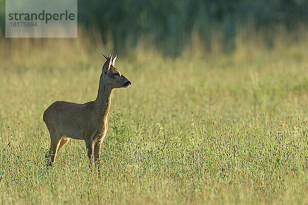 Westliches Reh (Capreolus capreolus) auf der Wiese  Rehbock  Hessen  Deutschland  Europa