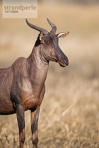 Porträt eines Topi oder Tsessebe (Damaliscus lunatus)  der im Gras im Okavango-Delta in Botswana  Afrika  steht