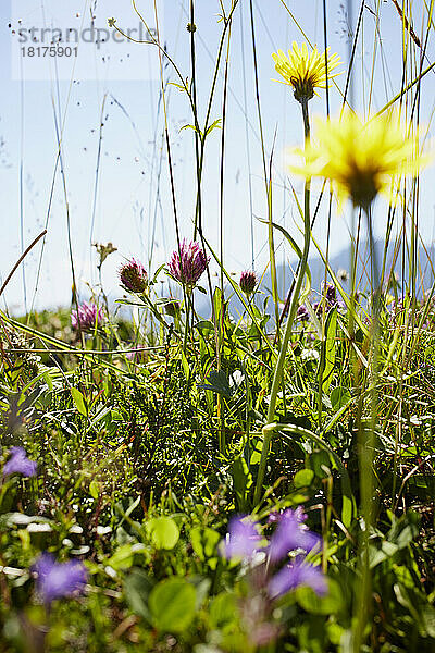 Blumenfeld im Sommer  Strobl  Salzburger Land  Österreich