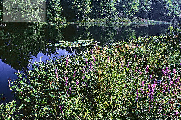 Teich  North Village  New Hampshire  USA