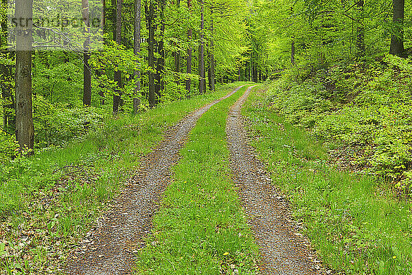 Reifenspuren durch den Wald im Frühling  Miltenberg  Kreis Miltenberg  Churfranken  Franken  Bayern  Deutschland