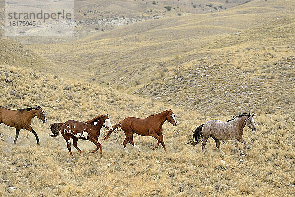 Wild horses running in wilderness  Rocky Mountains  Wyoming  USA