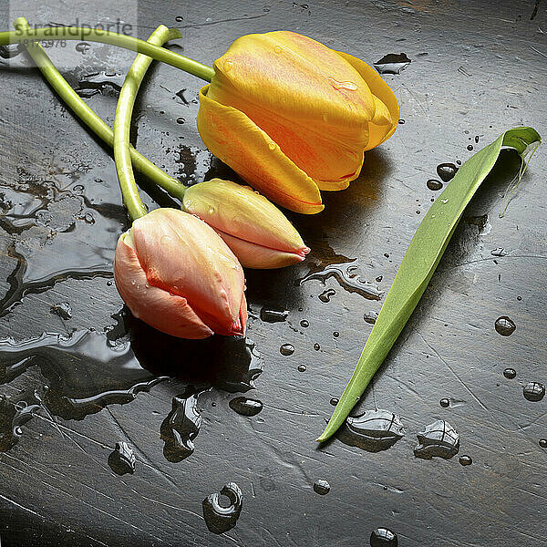 Nahaufnahme von Tulpen auf schwarzem Tisch mit Wassertropfen  Studioaufnahme