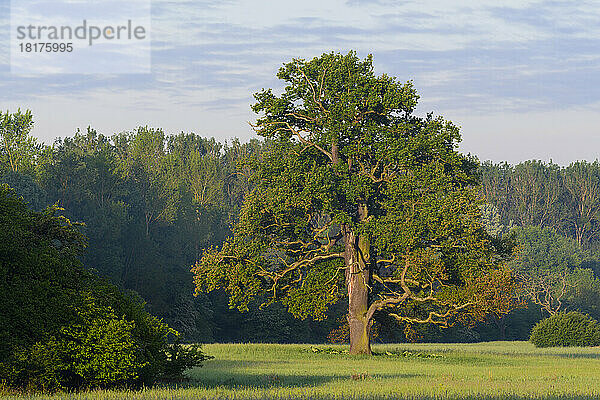Alte Eiche (Quercus robur) am frühen Morgen in Hessen  Deutschland