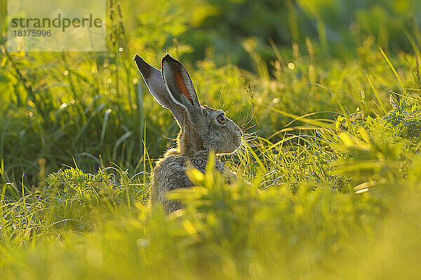 Europäischer Feldhase (Lepus europaeus) auf der Wiese  Tadten  Hansag  Burgenland  Österreich