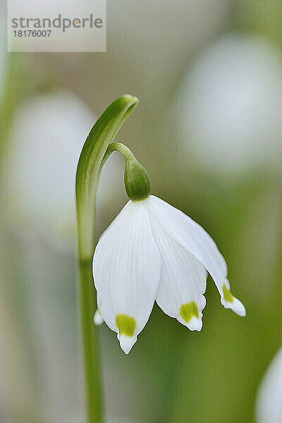 Nahaufnahme der Blüte der Frühlingsschneeflocke (Leucojum Vernum) im Frühling  Oberpfalz  Bayern  Deutschland