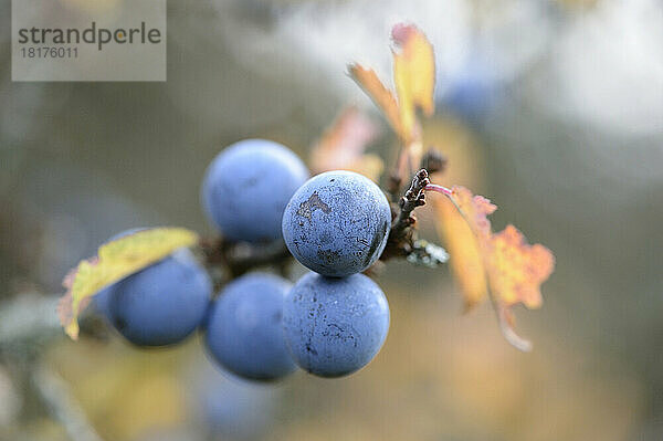 Nahaufnahme der Früchte des Schwarzdorns (Prunus spinosa) im Herbst  Bayern  Deutschland