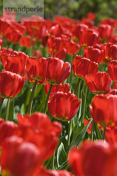 Rote Tulpen  Commissioners Park am Dow's Lake  Ottawa  Ontario  Kanada