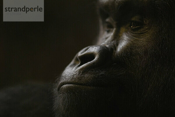 Westlicher Flachlandgorilla (Gorilla Gorilla Gorilla) im Henry Doorly Zoo in Omaha; Omaha  Nebraska  Vereinigte Staaten von Amerika