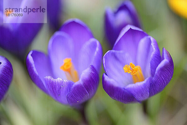 Blüten des heimischen Krokus (Crocus vernus)  Bayern  Deutschland