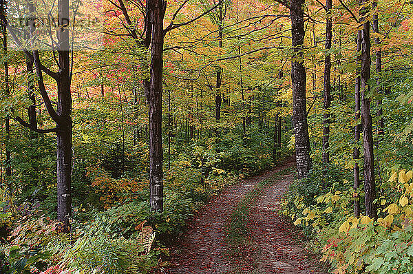 Weg durch den Wald  St. Honore  Quebec  Kanada
